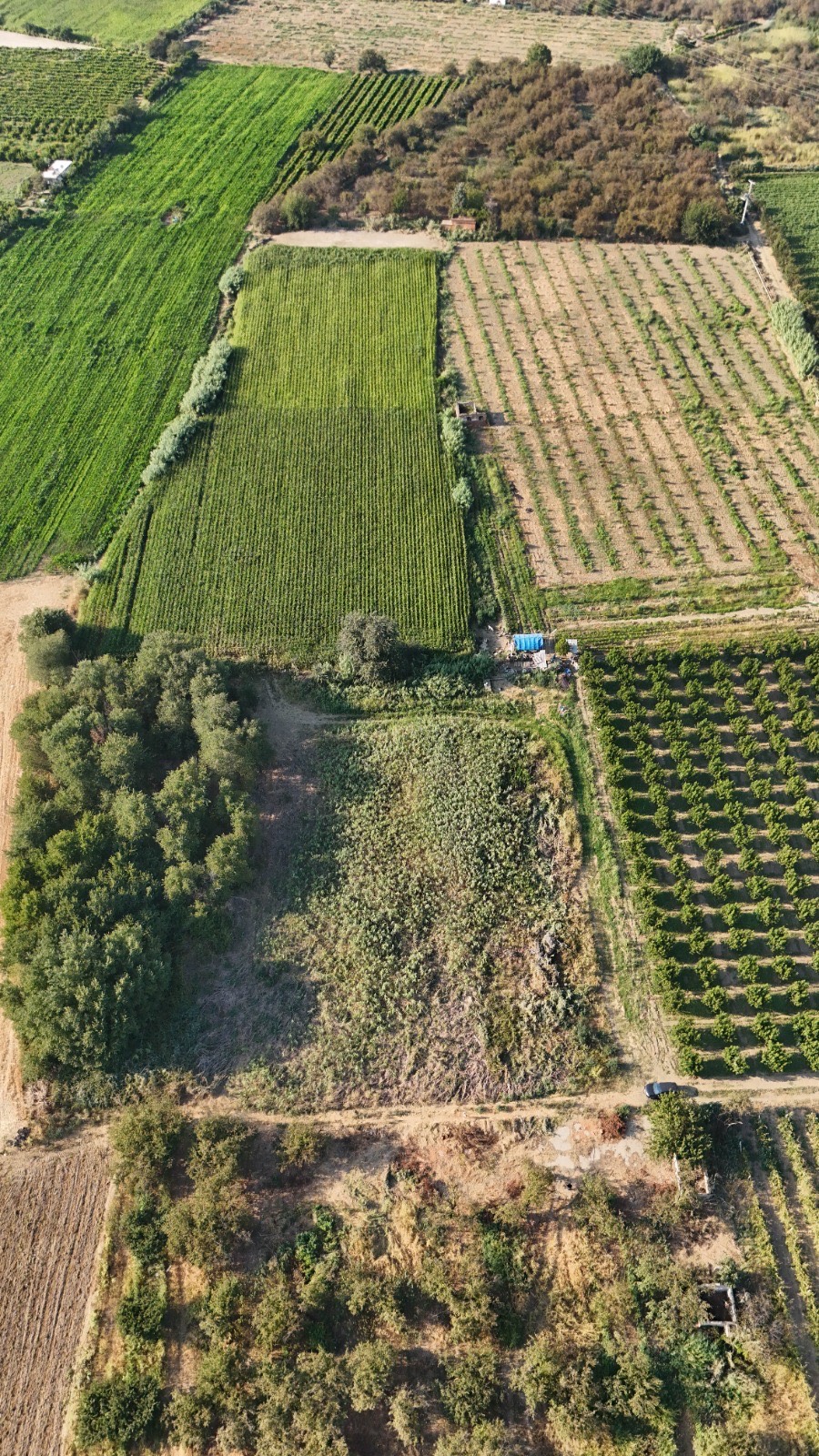 11. MINTIKA DA SATILIK 5 DÖNÜM TARLA