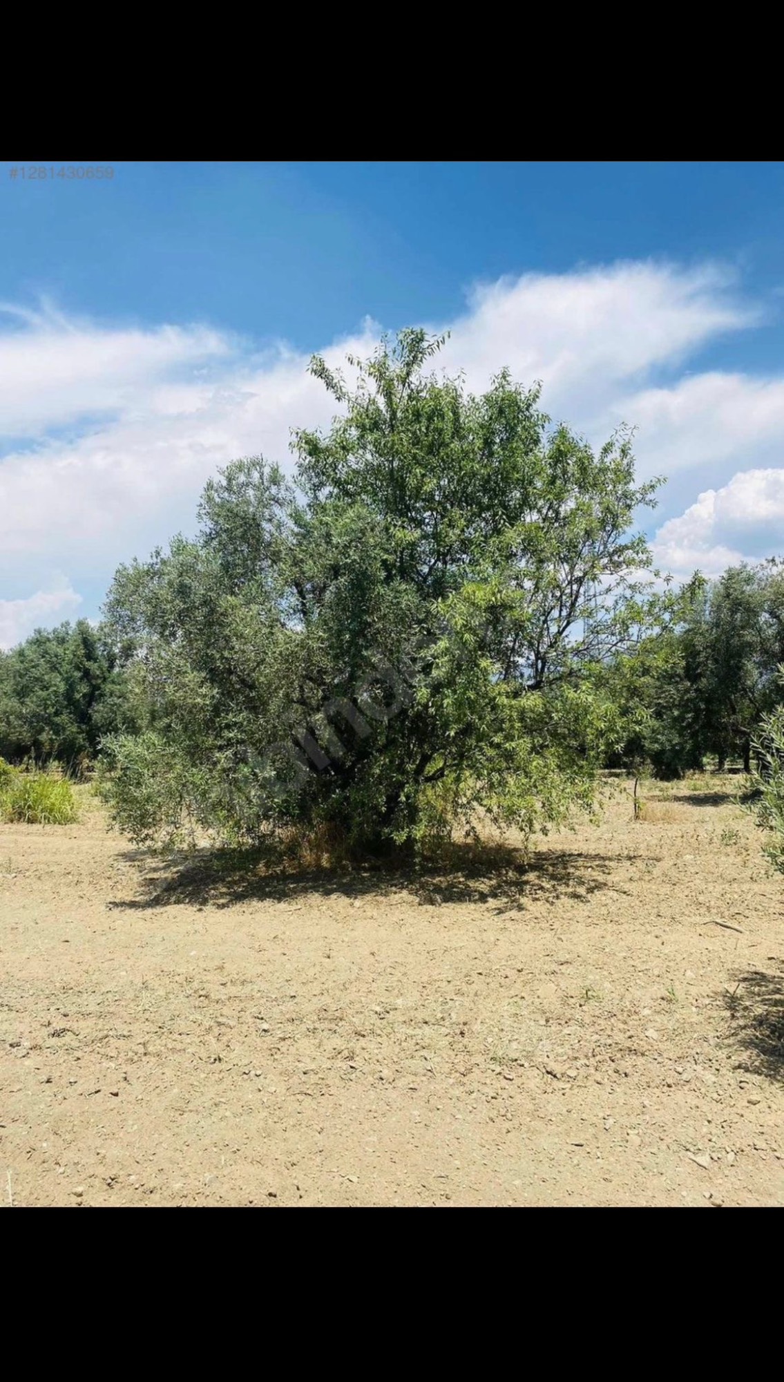 AVŞARDA KÖY YAKIN 1785 M2 HİSSELİ ZEYTİNLİK