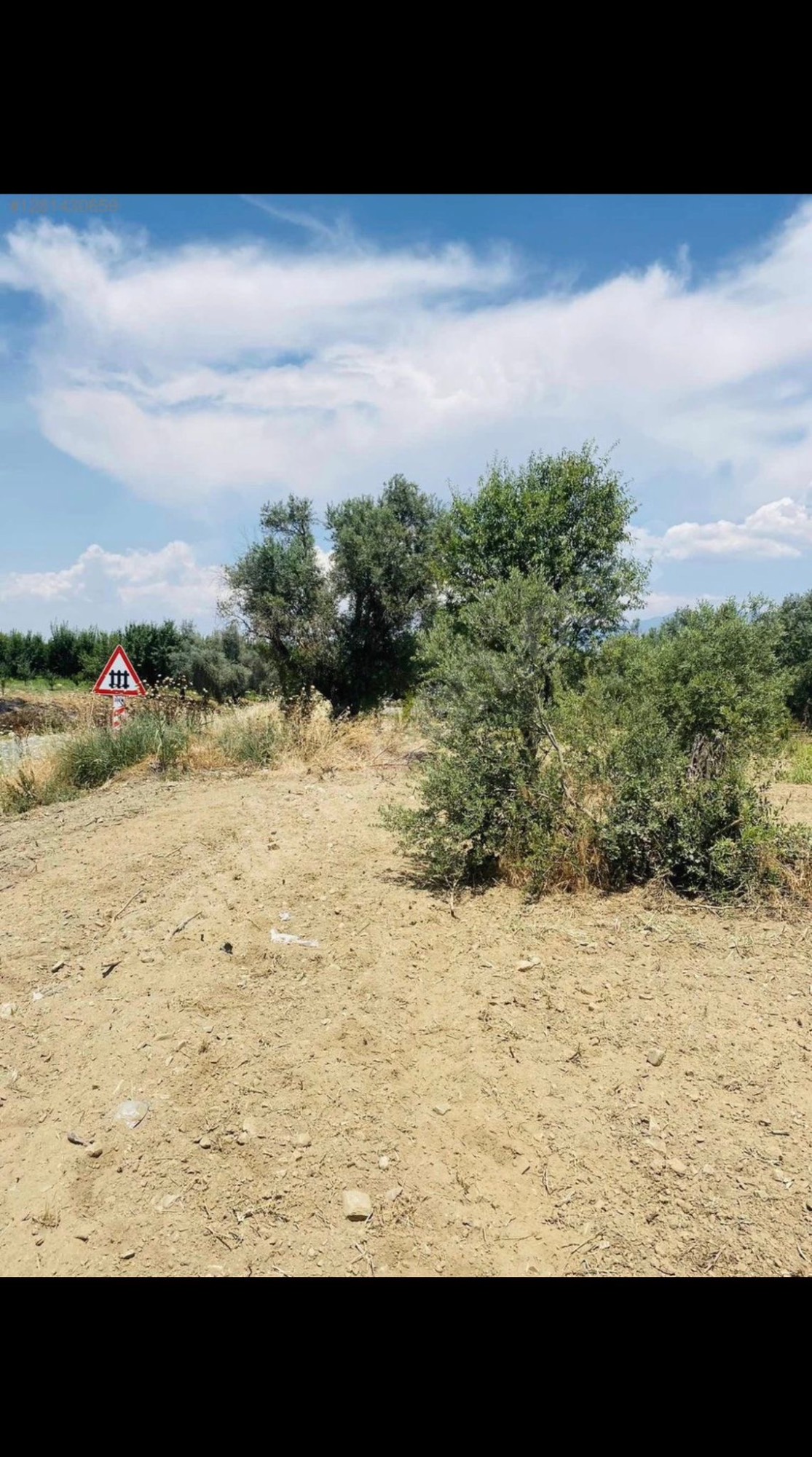 AVŞARDA KÖY YAKIN 1785 M2 HİSSELİ ZEYTİNLİK