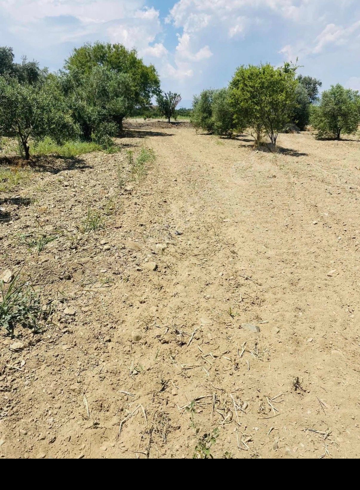 AVŞARDA KÖY YAKIN 1785 M2 HİSSELİ ZEYTİNLİK