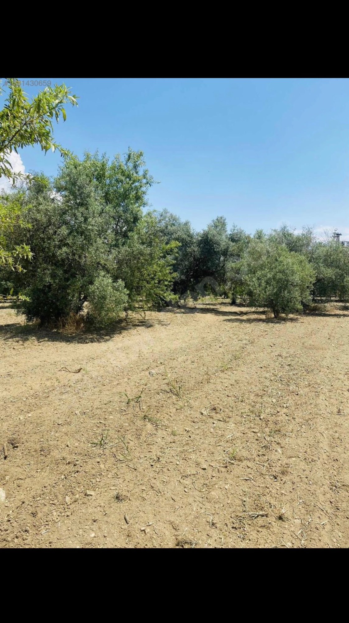 AVŞARDA KÖY YAKIN 1785 M2 HİSSELİ ZEYTİNLİK