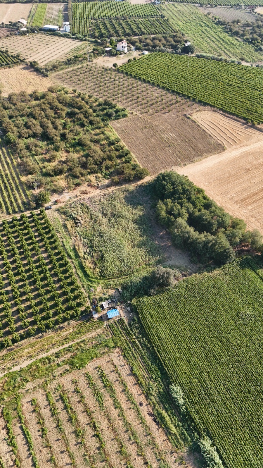 11. MINTIKA DA SATILIK 5 DÖNÜM TARLA