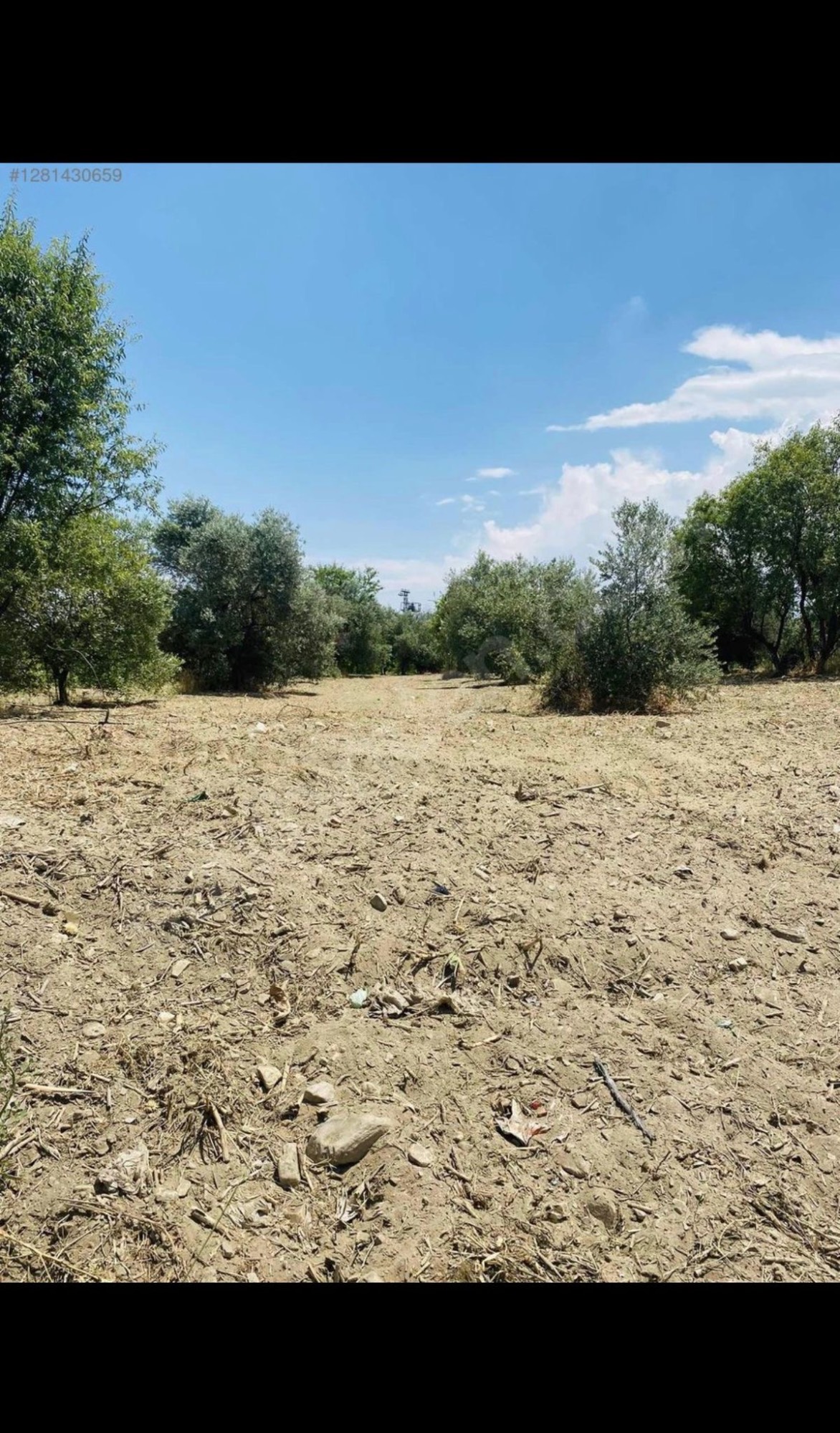 AVŞARDA KÖY YAKIN 1785 M2 HİSSELİ ZEYTİNLİK