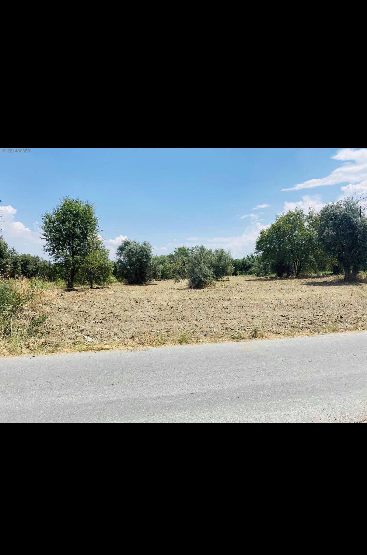 AVŞARDA KÖY YAKIN 1785 M2 HİSSELİ ZEYTİNLİK