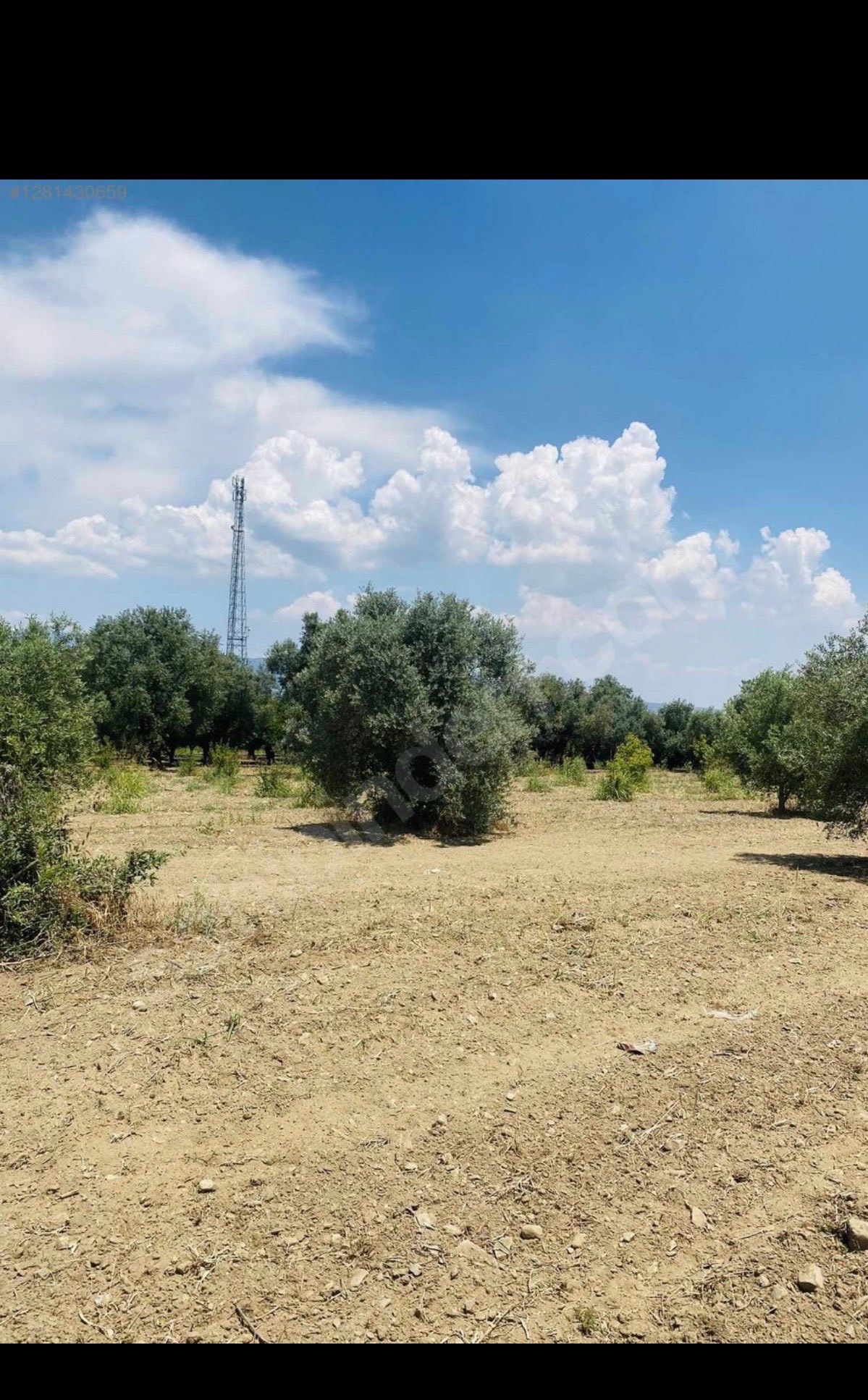 AVŞARDA KÖY YAKIN 1785 M2 HİSSELİ ZEYTİNLİK