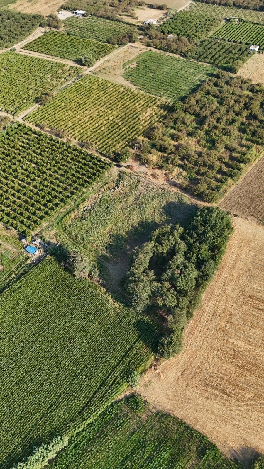 11. MINTIKA DA SATILIK 5 DÖNÜM TARLA