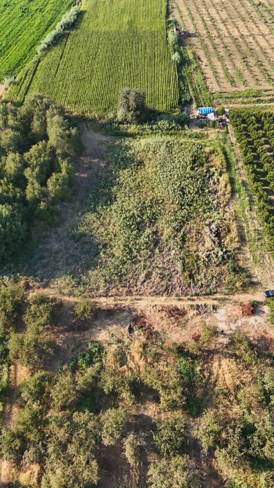 11. MINTIKA DA SATILIK 5 DÖNÜM TARLA