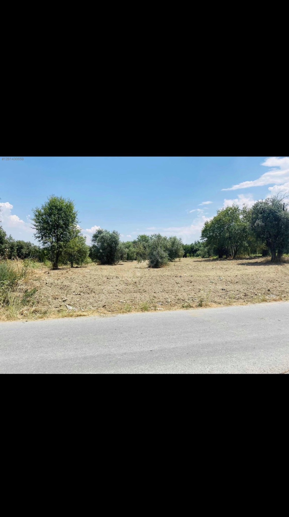 AVŞARDA KÖY YAKIN 1785 M2 HİSSELİ ZEYTİNLİK