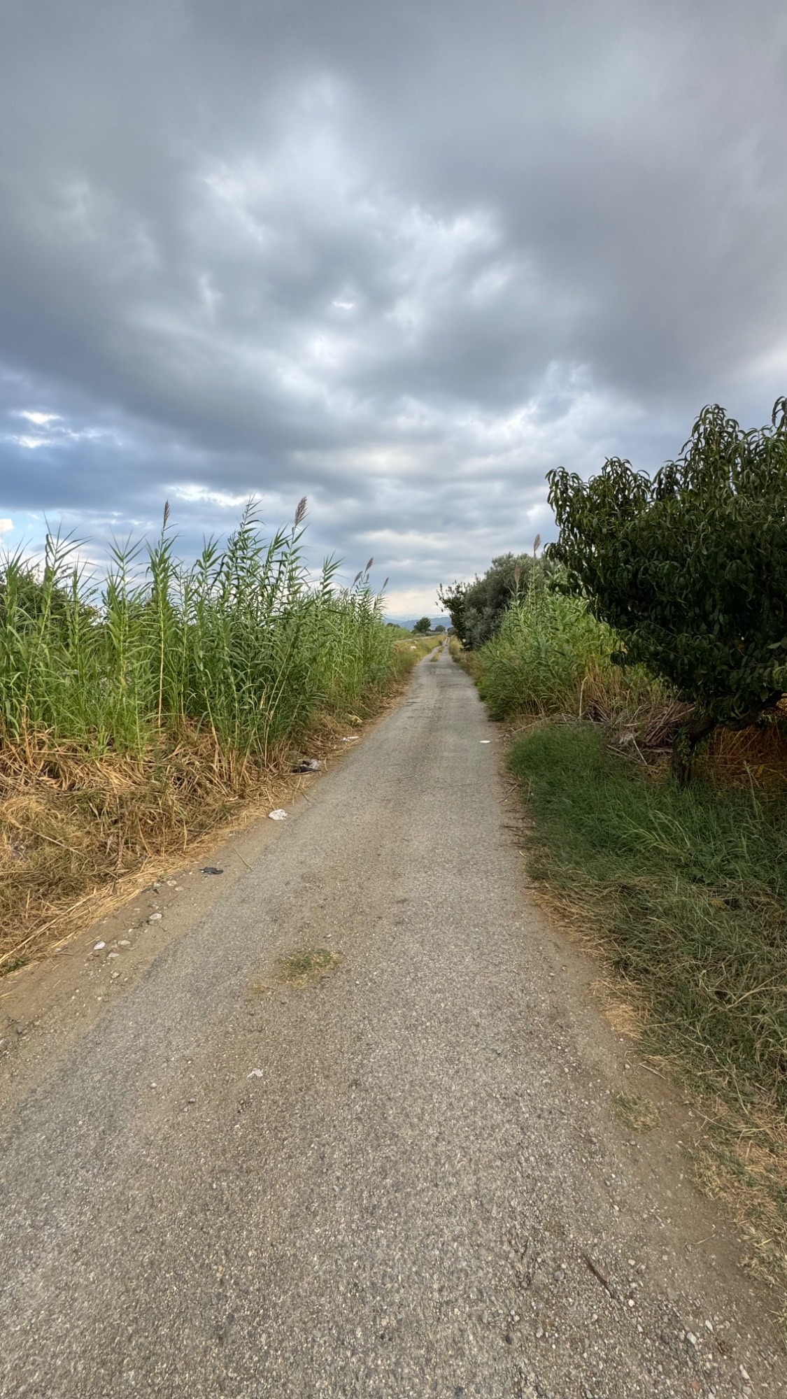 TURGUTLU SABANCI KARAKOLU YAKINI SATILIK BAĞ