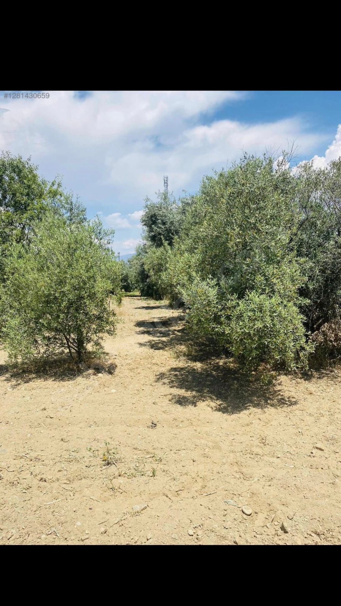AVŞARDA KÖY YAKIN 1785 M2 HİSSELİ ZEYTİNLİK