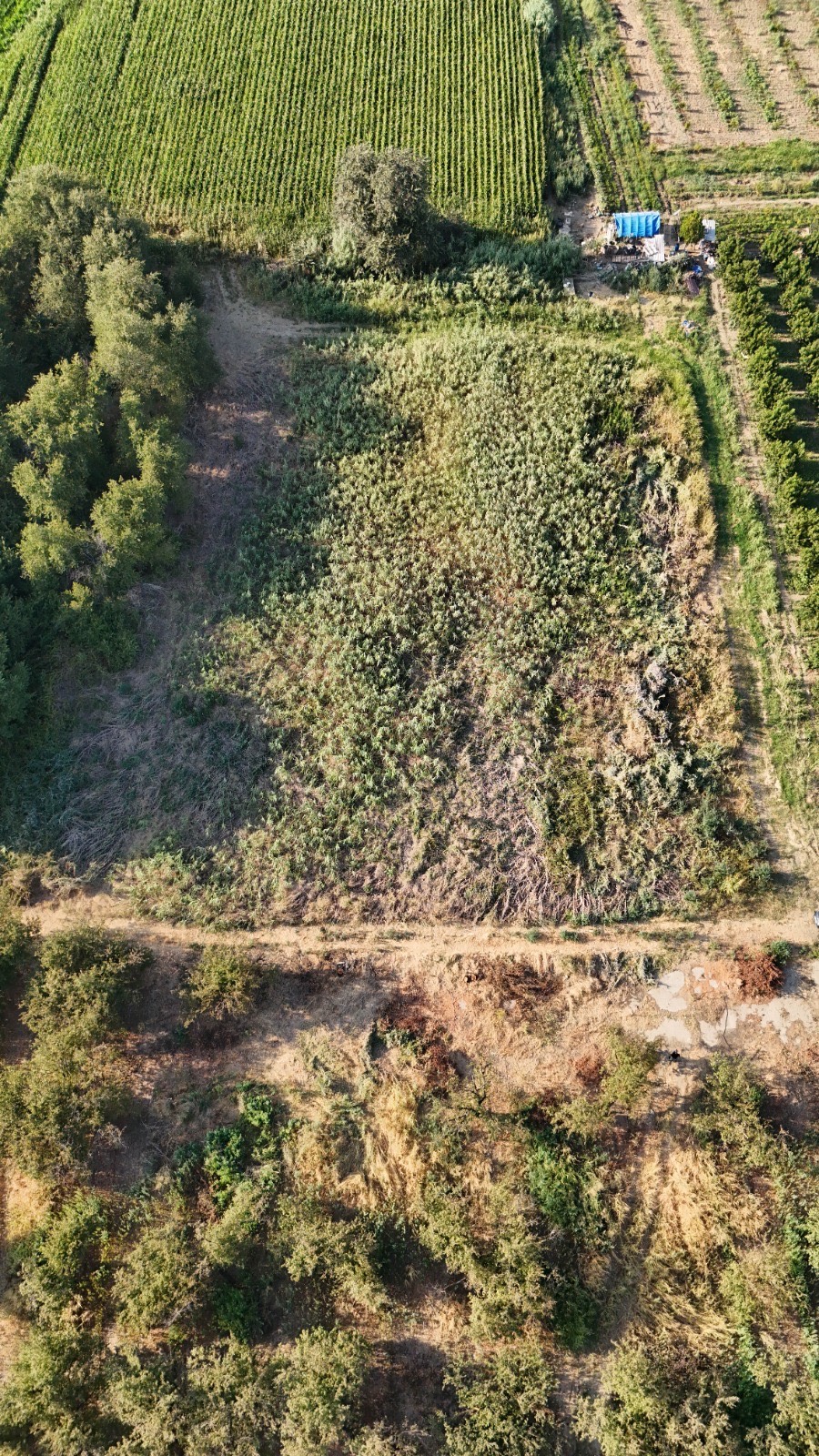 11. MINTIKA DA SATILIK 5 DÖNÜM TARLA