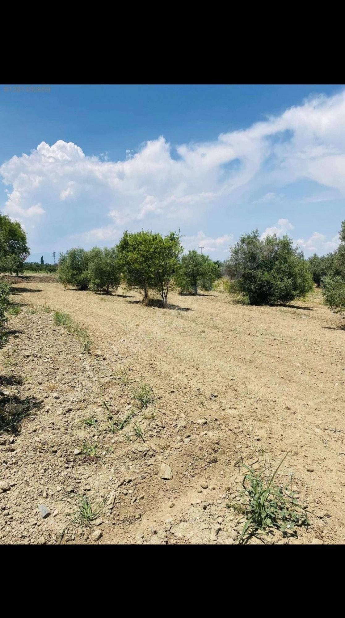 AVŞARDA KÖY YAKIN 1785 M2 HİSSELİ ZEYTİNLİK