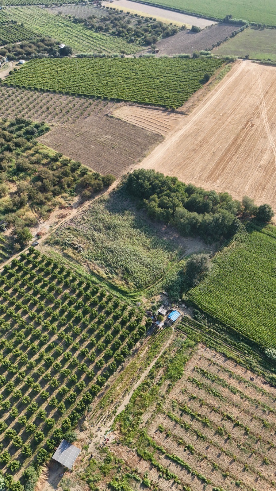 11. MINTIKA DA SATILIK 5 DÖNÜM TARLA