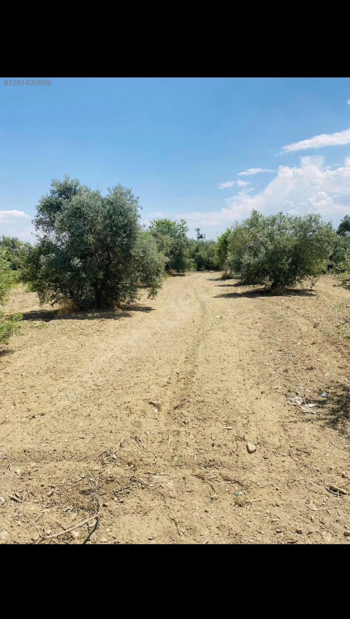 AVŞARDA KÖY YAKIN 1785 M2 HİSSELİ ZEYTİNLİK