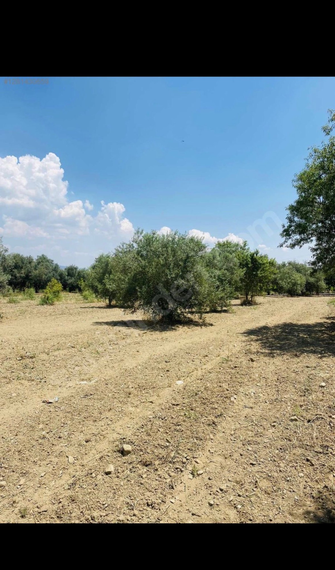 AVŞARDA KÖY YAKIN 1785 M2 HİSSELİ ZEYTİNLİK