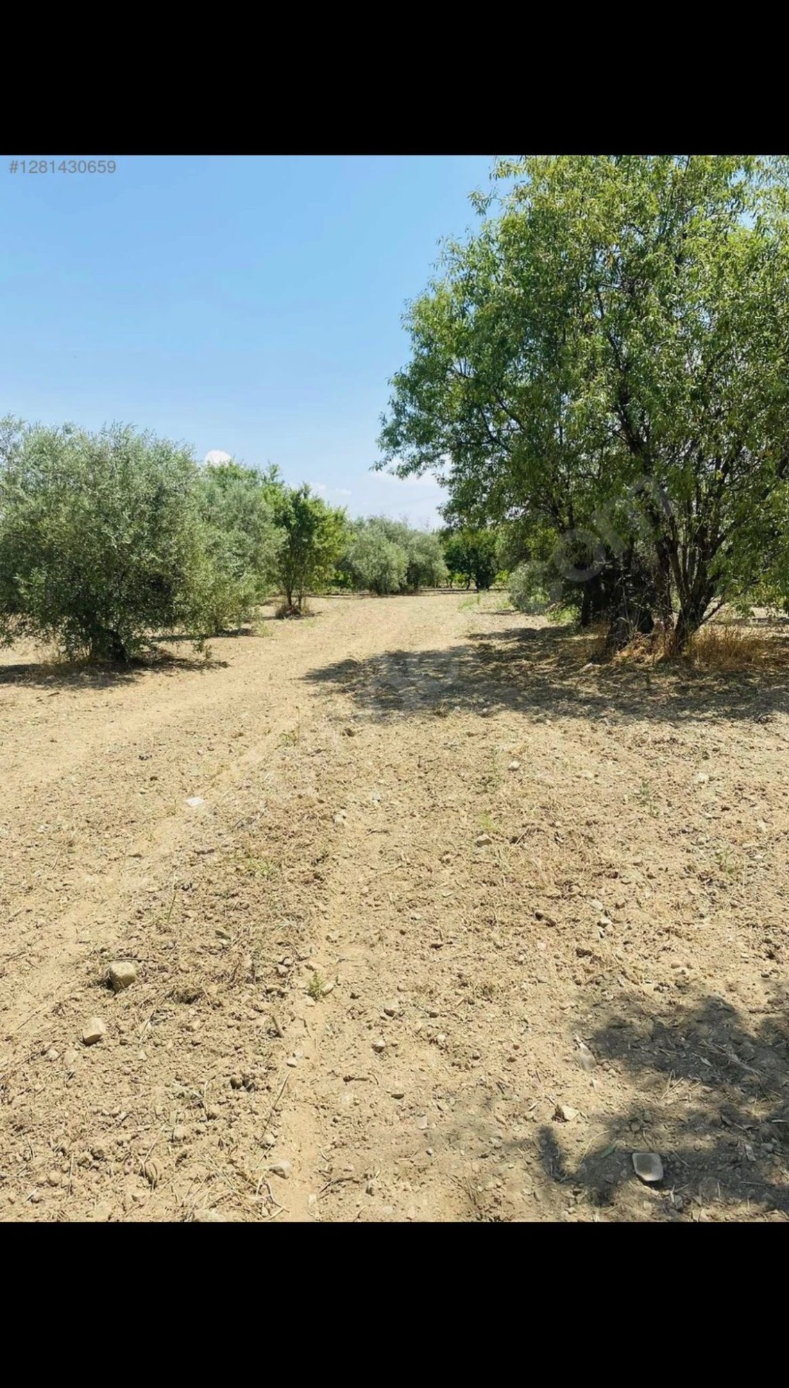 AVŞARDA KÖY YAKIN 1785 M2 HİSSELİ ZEYTİNLİK