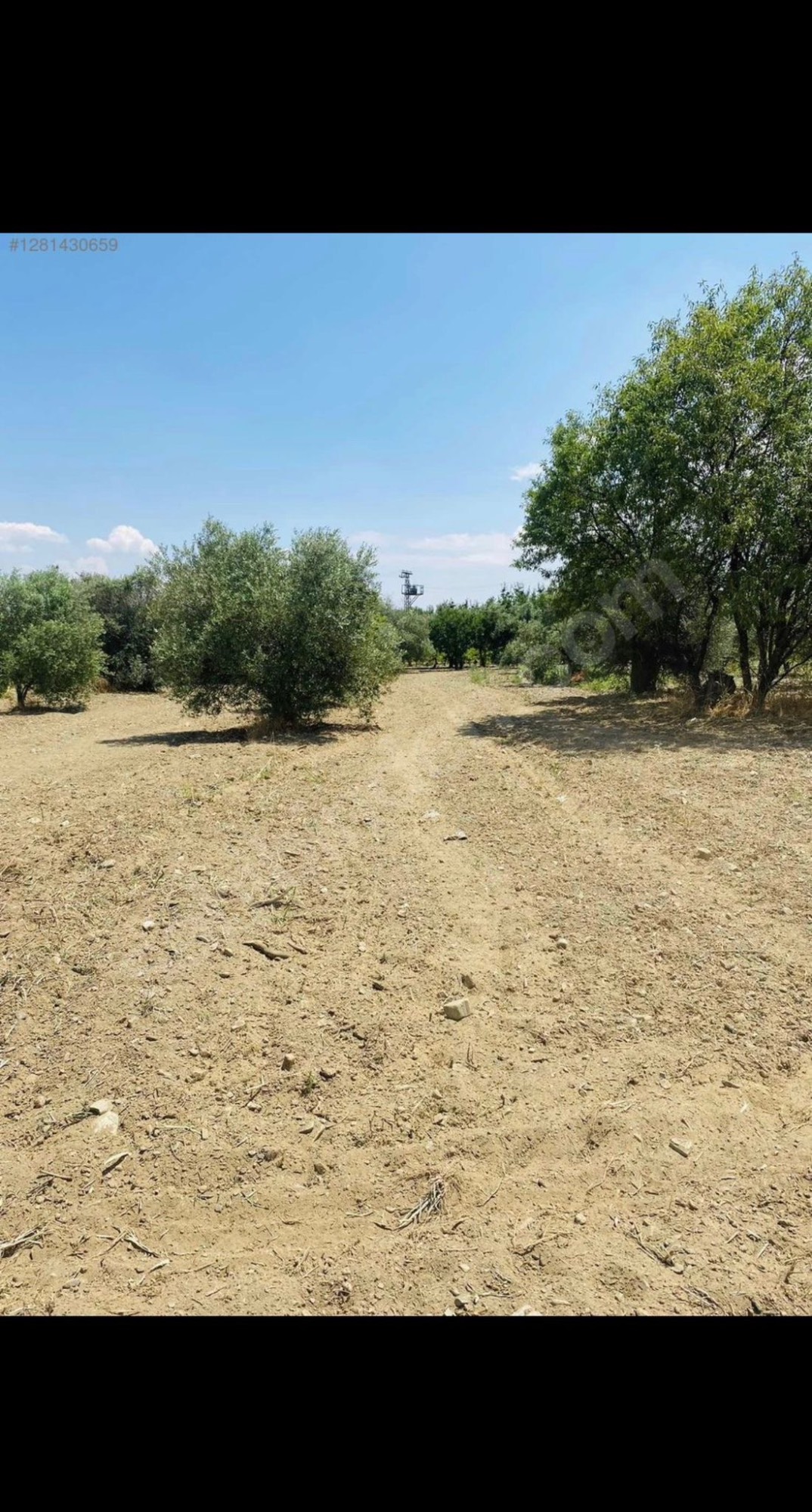 AVŞARDA KÖY YAKIN 1785 M2 HİSSELİ ZEYTİNLİK