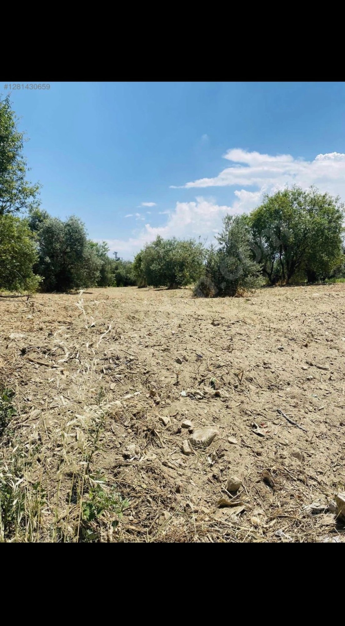 AVŞARDA KÖY YAKIN 1785 M2 HİSSELİ ZEYTİNLİK