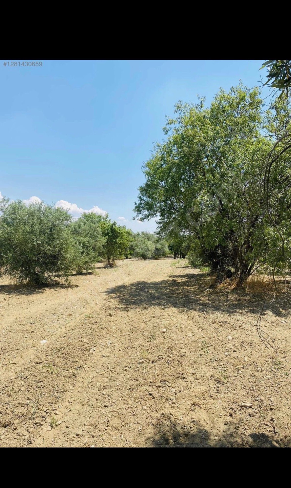 AVŞARDA KÖY YAKIN 1785 M2 HİSSELİ ZEYTİNLİK