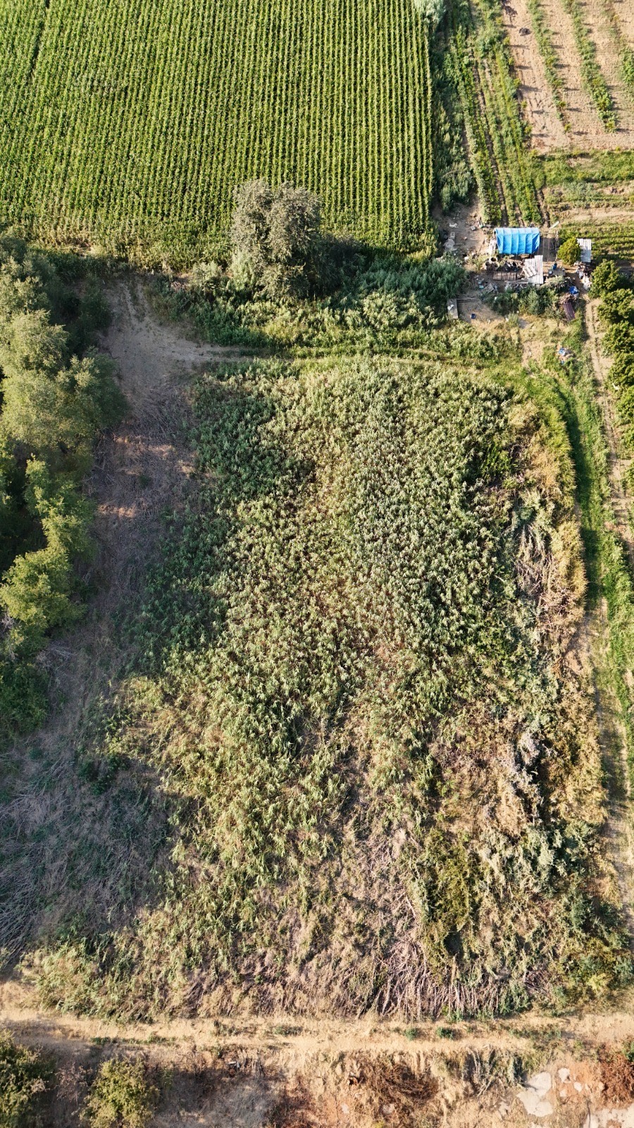 11. MINTIKA DA SATILIK 5 DÖNÜM TARLA