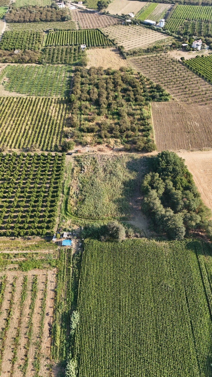 11. MINTIKA DA SATILIK 5 DÖNÜM TARLA