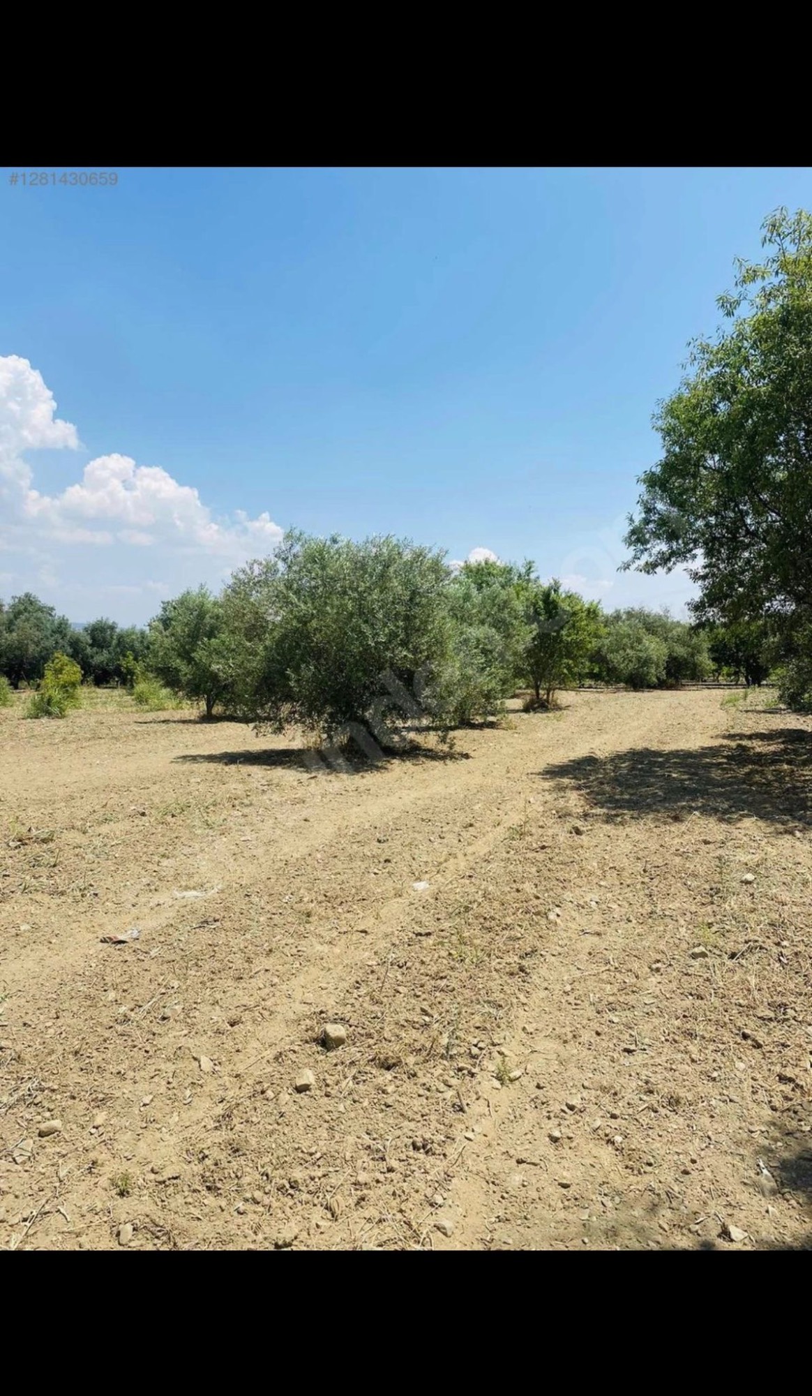 AVŞARDA KÖY YAKIN 1785 M2 HİSSELİ ZEYTİNLİK